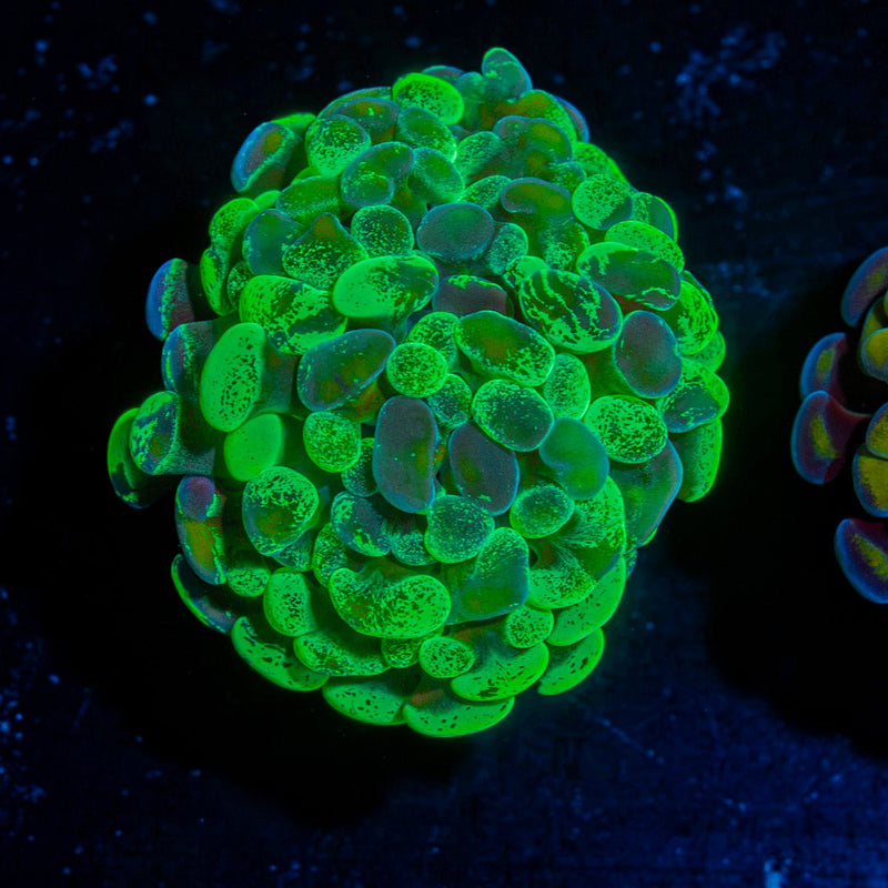 Sick And Twisted Hammer Euphyllia Coral with branching fleshy heads in reef aquarium