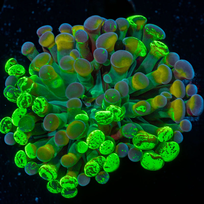 Sick And Twisted Hammer Euphyllia coral with branching fleshy heads in reef aquarium