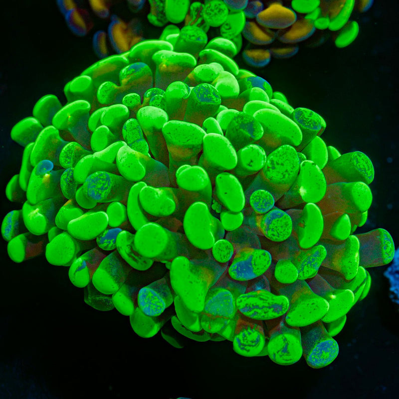 Sick & Twisted Hammer Coral