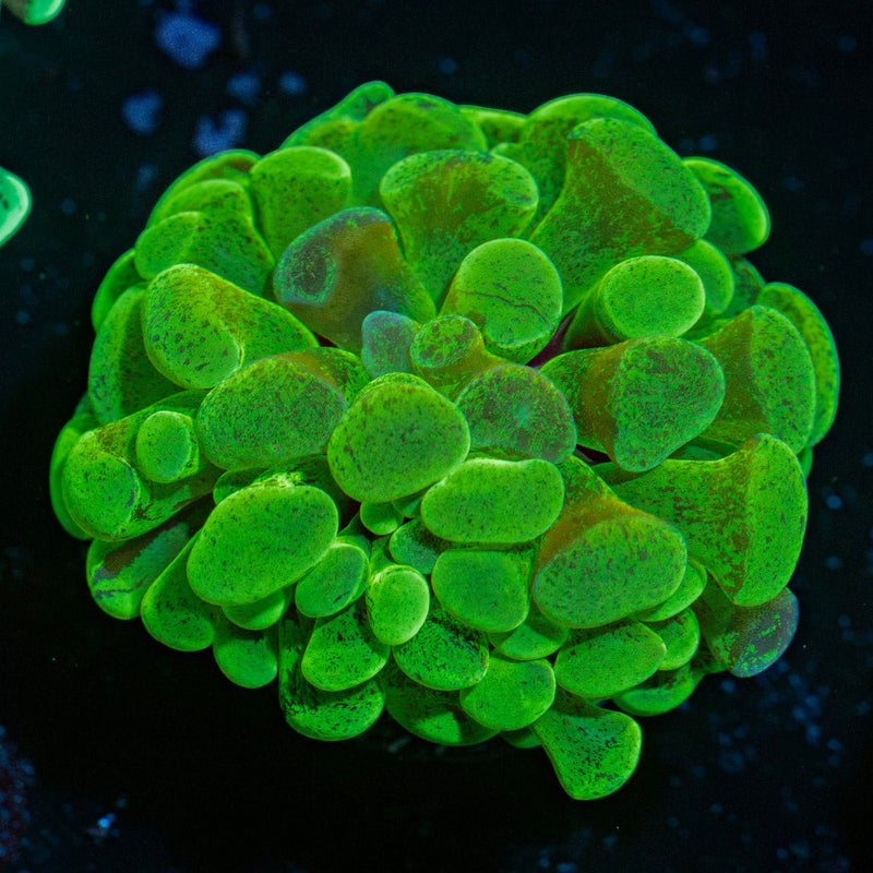 Sick & Twisted Hammer Coral