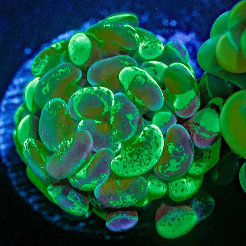 Sick & Twisted Hammer Coral with branching fleshy heads in reef aquarium