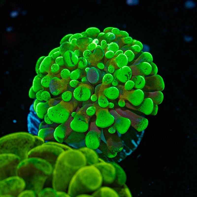 Sick & Twisted Hammer Euphyllia Coral with branching fleshy heads in reef aquarium