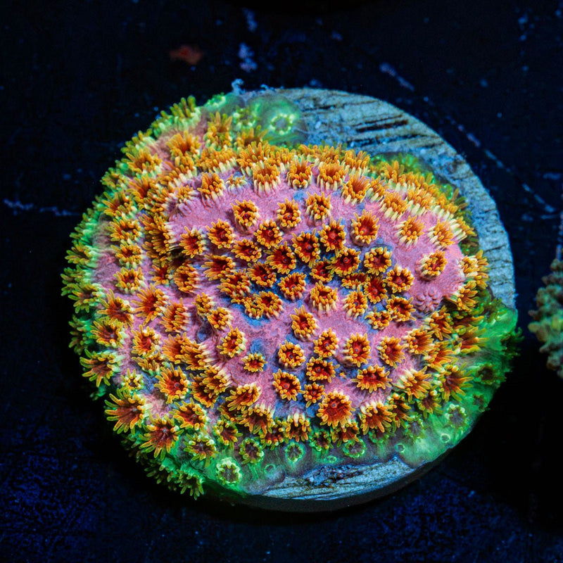 Skittles Bomb Cyphastrea Coral with encrusting growth in reef aquarium