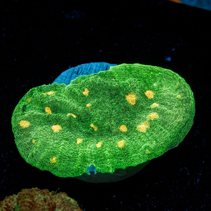Space Invader Chalice Coral with encrusting growth in reef aquarium
