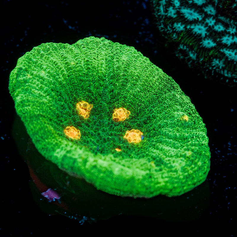 Space Invader Chalice Coral with encrusting growth in reef aquarium