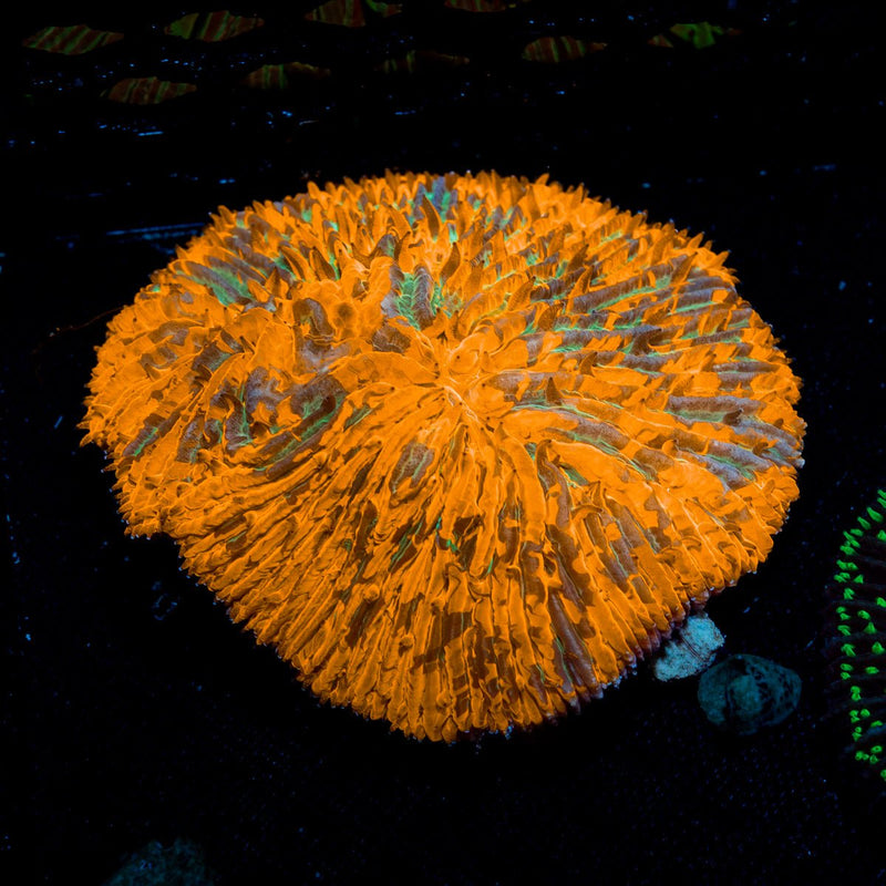 Splatter Fungia Plate Coral with colorful oral disc in reef aquarium