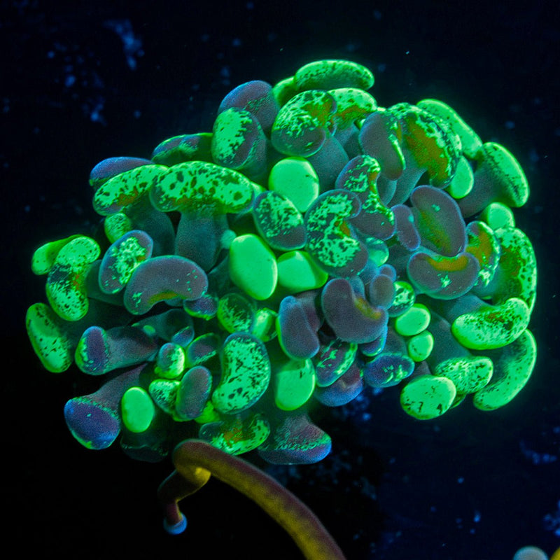 Splatter Hammer Coral with branching fleshy heads in reef aquarium
