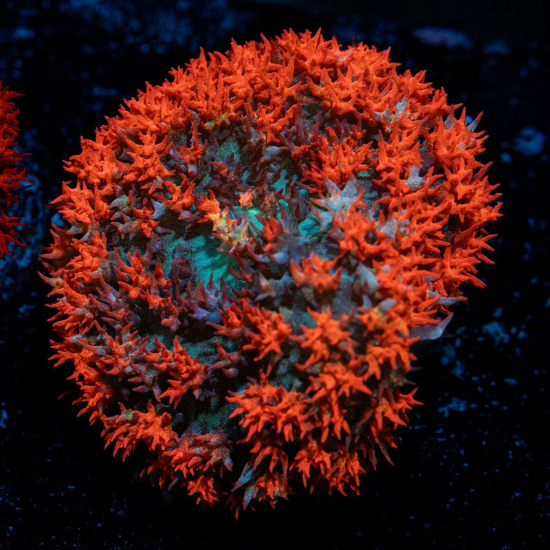 St. Thomas Mushroom Coral with distinctive mushroom disc in reef aquarium