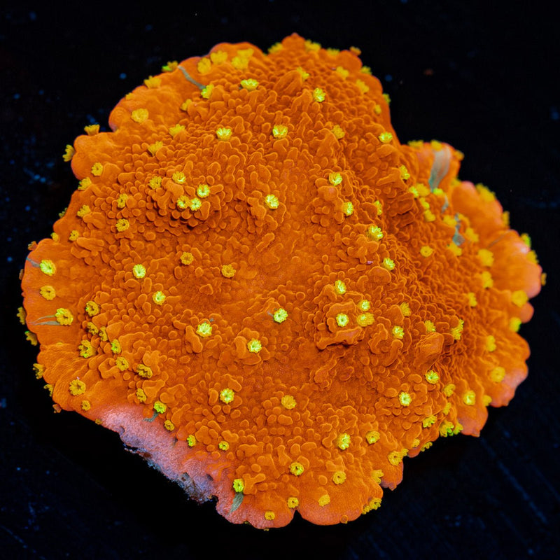 Starburst Montipora Coral