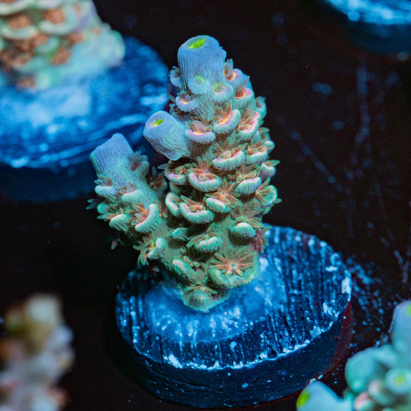 Starscream Acropora Coral with branching growth in reef aquarium