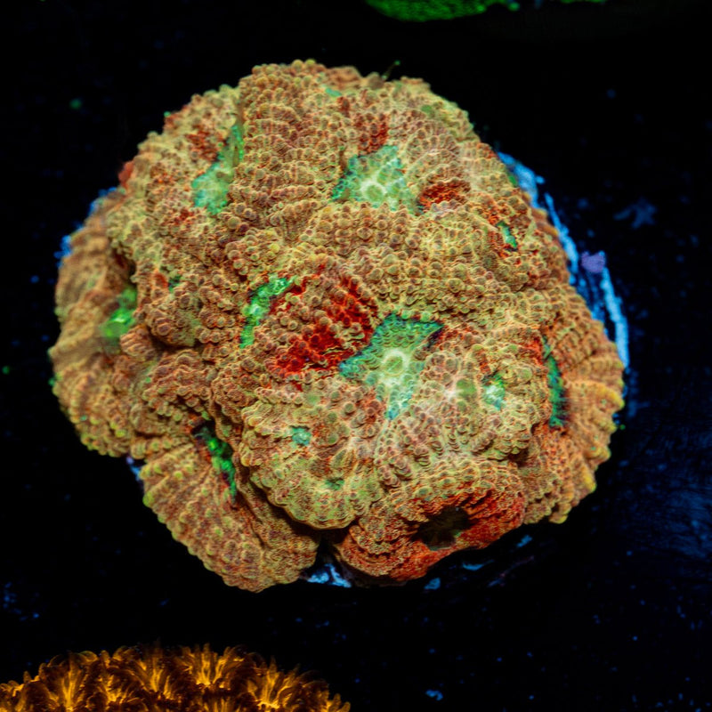 Starscream Favia Coral with encrusting growth in reef aquarium