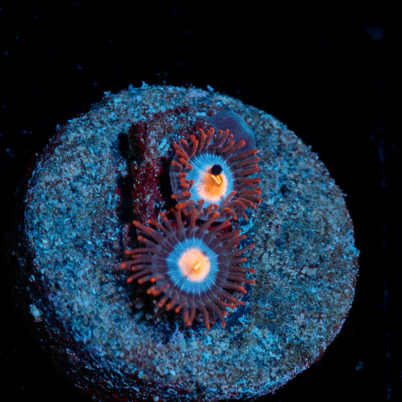 Stitch Zoanthid Coral with colony growth in reef aquarium