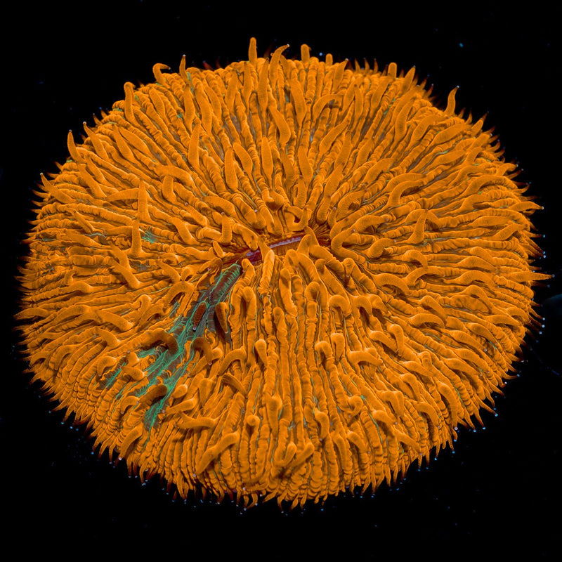 Stripe Fungia Plate Coral with distinctive mushroom disc in reef aquarium