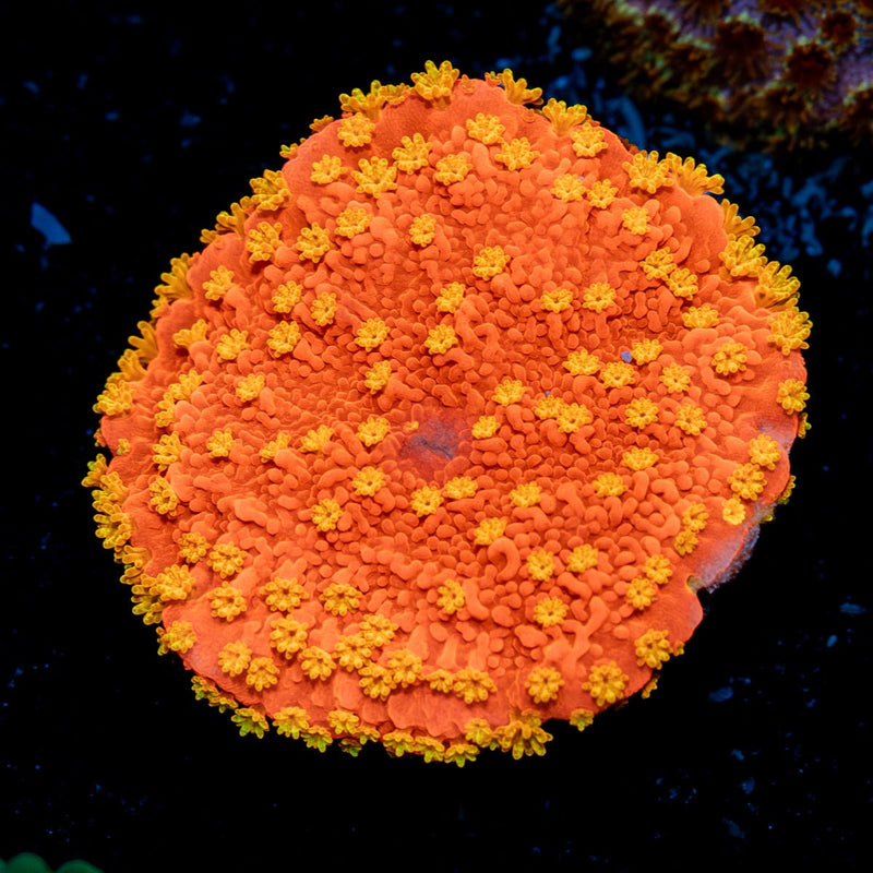 Sunburst Montipora Coral with branching growth in reef aquarium