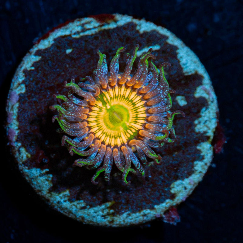 Sunny D Zoanthid Coral