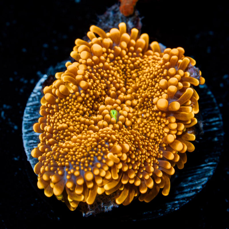 Sunrise Mushroom Coral with orange hues in reef aquarium, mushroom disc