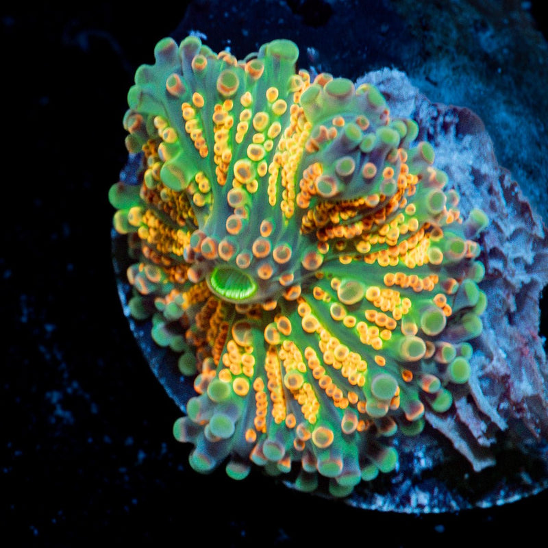 Sunrise Rainbow Yuma Mushroom Coral with colorful mushroom disc in reef aquarium