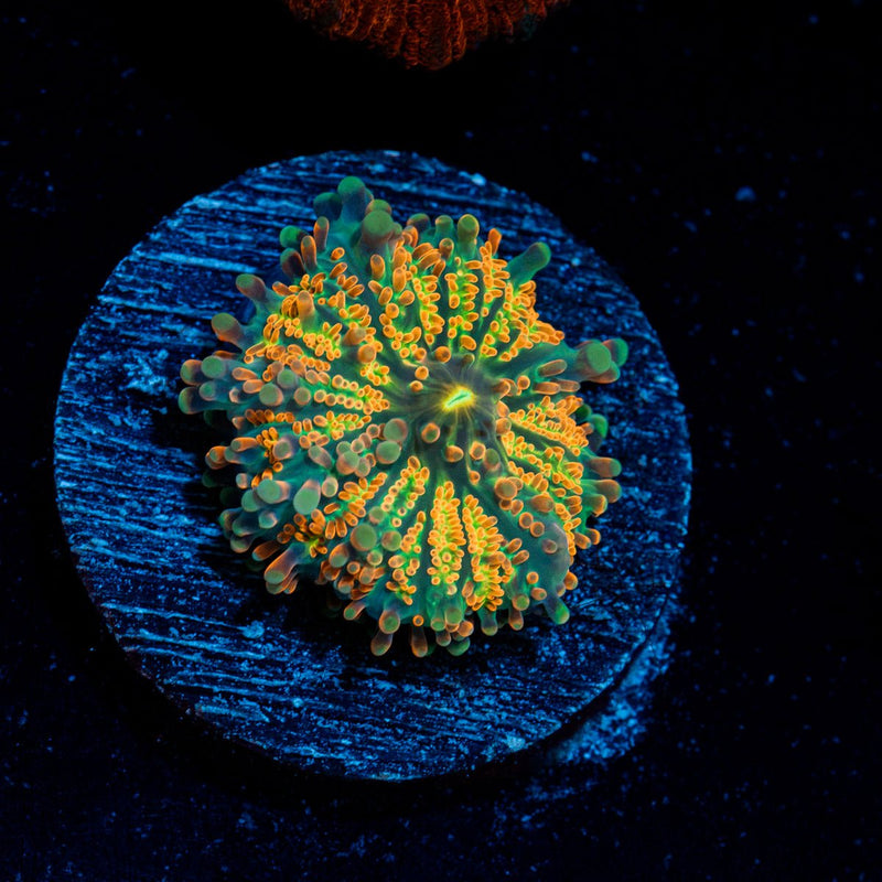 Sunrise Yuma Mushroom Coral with mushroom disc in reef aquarium