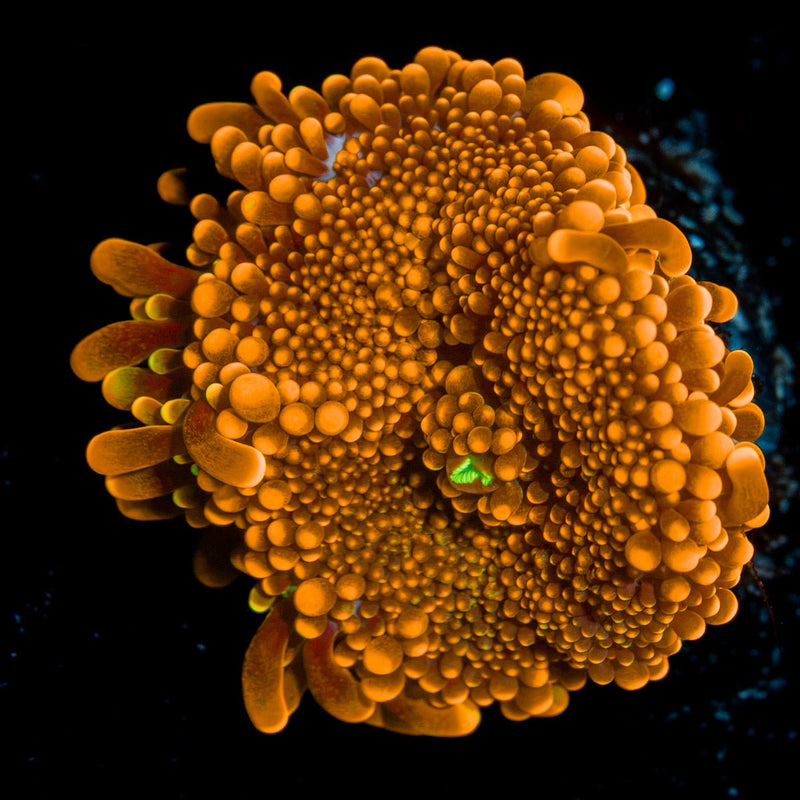 SunRise Yuma Mushroom Coral with distinctive mushroom disc in reef aquarium