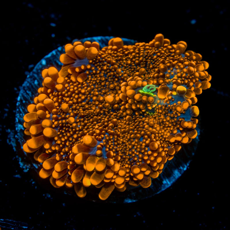 SunRise Yuma Mushroom Coral with mushroom disc in reef aquarium
