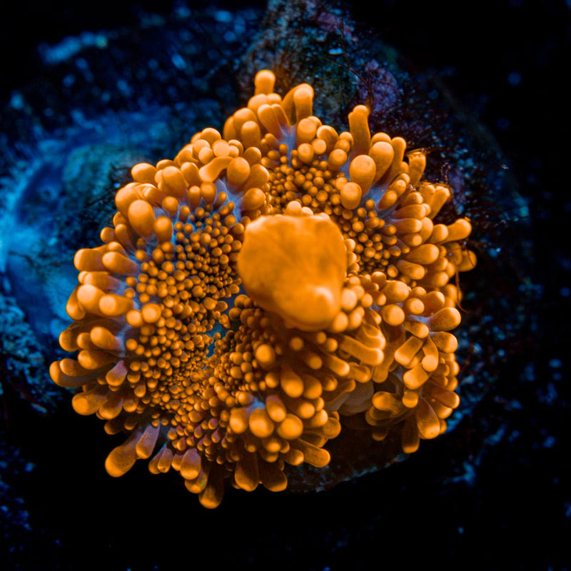 Sunrise Yuma Mushroom Coral with orange mushroom disc in reef aquarium