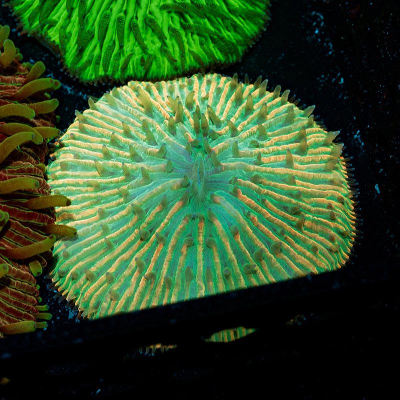 Sunset Plate Coral with fleshy open polyp in reef aquarium