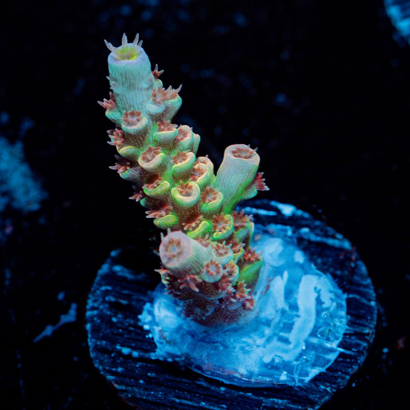 Tear Jerker Tenuis Acropora Coral with branching growth in reef aquarium