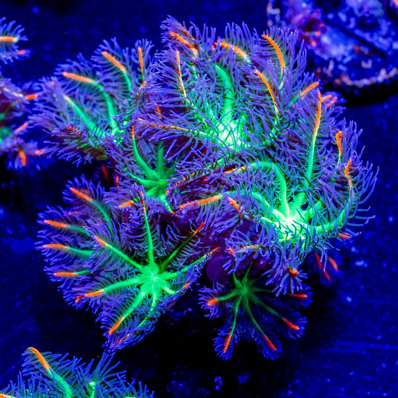 ARC FireWork Clove Polyps