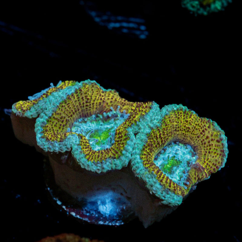 Thors Hammer Acan Coral with fleshy polyps in reef aquarium