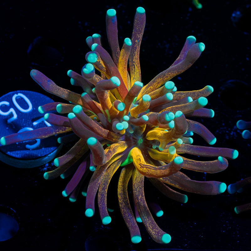 Tiger Torch Coral with flowing tentacles in reef aquarium