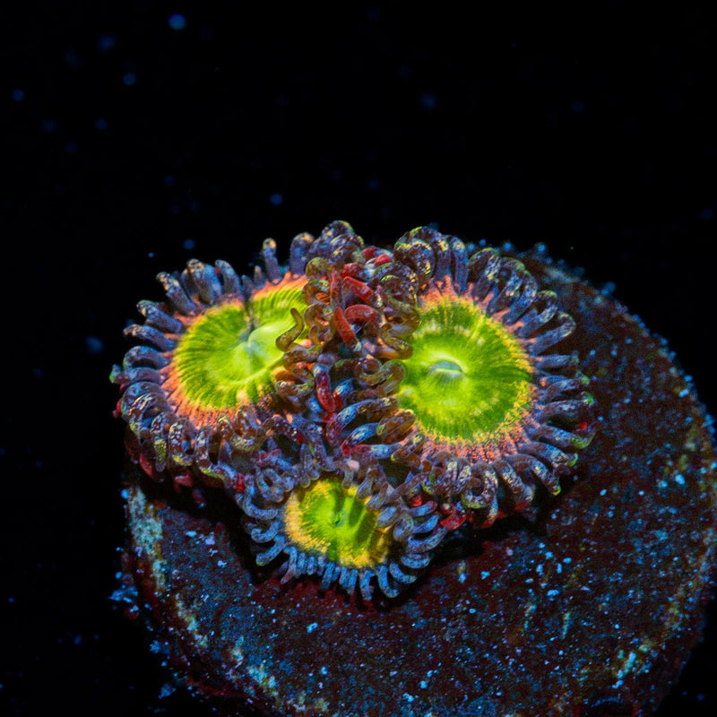 Tinker Bells Zoanthid colony growth in reef aquarium