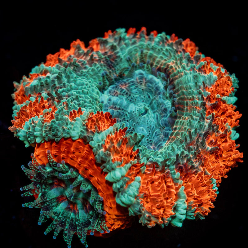 Tony the tiger Asian Acan Coral