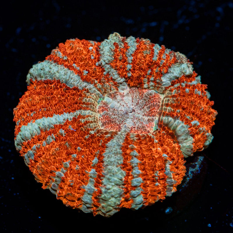 Tony the Tiger Asian Acan Coral with fleshy polyps in reef aquarium