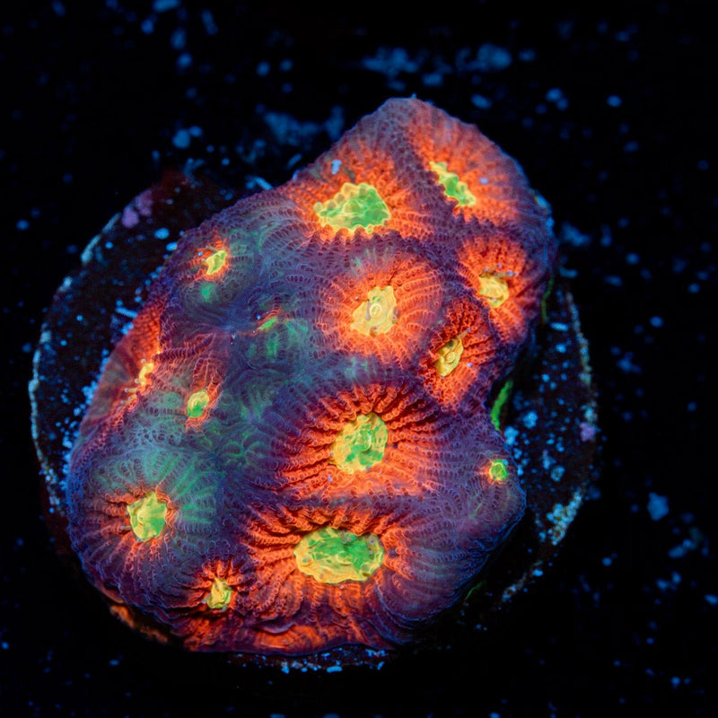 Toro Bravo Favia Coral with encrusting growth in reef aquarium