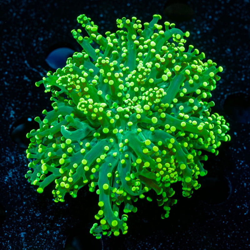 Toxic Green FrogSpawn Euphyllia Coral with flowing tentacles in reef aquarium