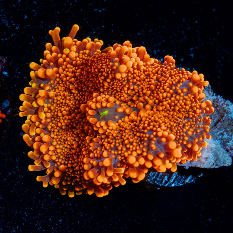 Sunbeam Yuma Mushroom Coral with mushroom disc in reef aquarium