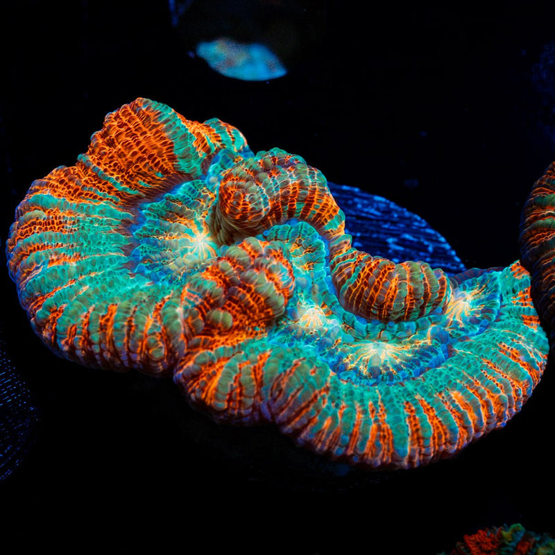 Tsunami Wilsoni Coral with fleshy open polyp in reef aquarium