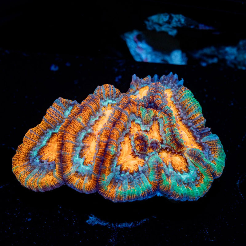 Tsunami Wilsoni Coral with fleshy open polyp in reef aquarium