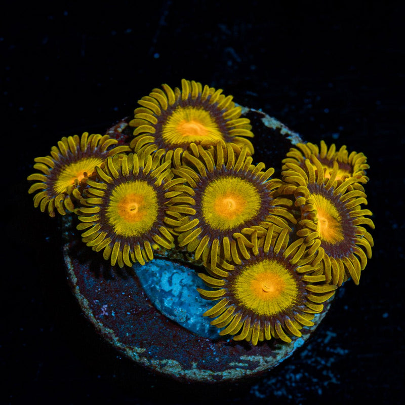 Tutti Friuty Zoanthids Coral