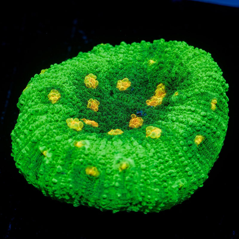 UFO Chalice Coral with encrusting growth in reef aquarium