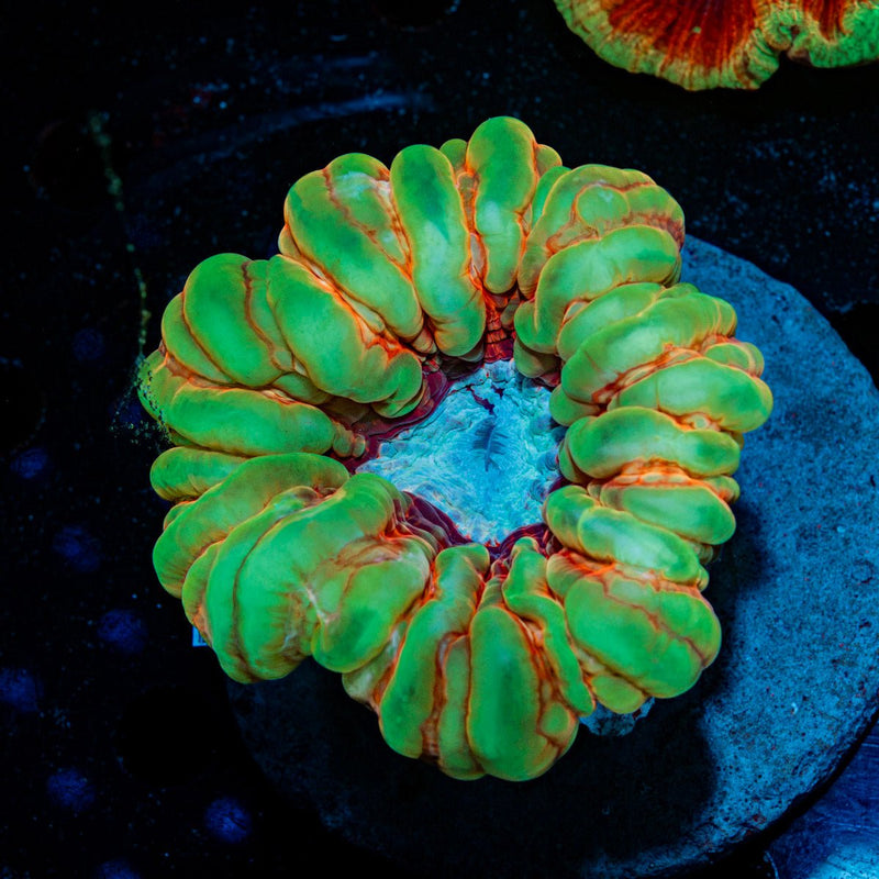 Ultra Cyniarnia Coral with fleshy open polyp in reef aquarium