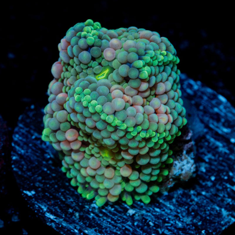 Ultra Ricordea Coral