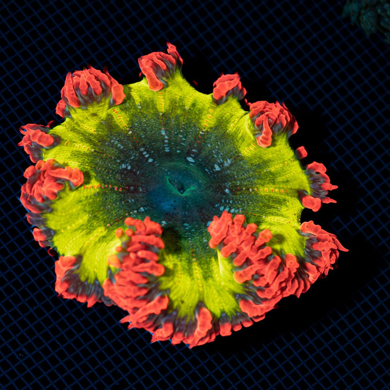 Ultra Rock Flower Anemone with colorful oral disc in reef aquarium