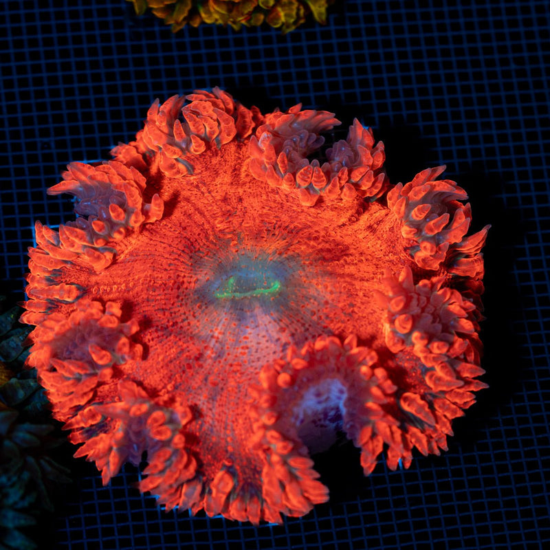 Ultra Rock Flower Anemone with colorful oral disc in reef aquarium