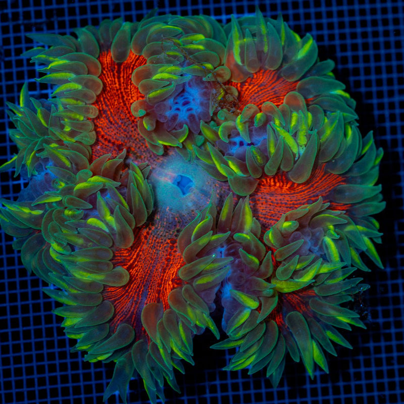 Ultra Rock Flower Anemone with colorful oral disc in reef aquarium