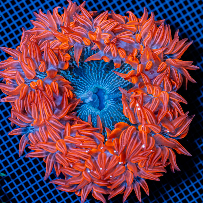 Ultra Rock Flower Anemone with colorful oral disc in reef aquarium