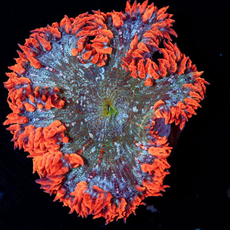 Ultra Rock Flower Anemone Coral