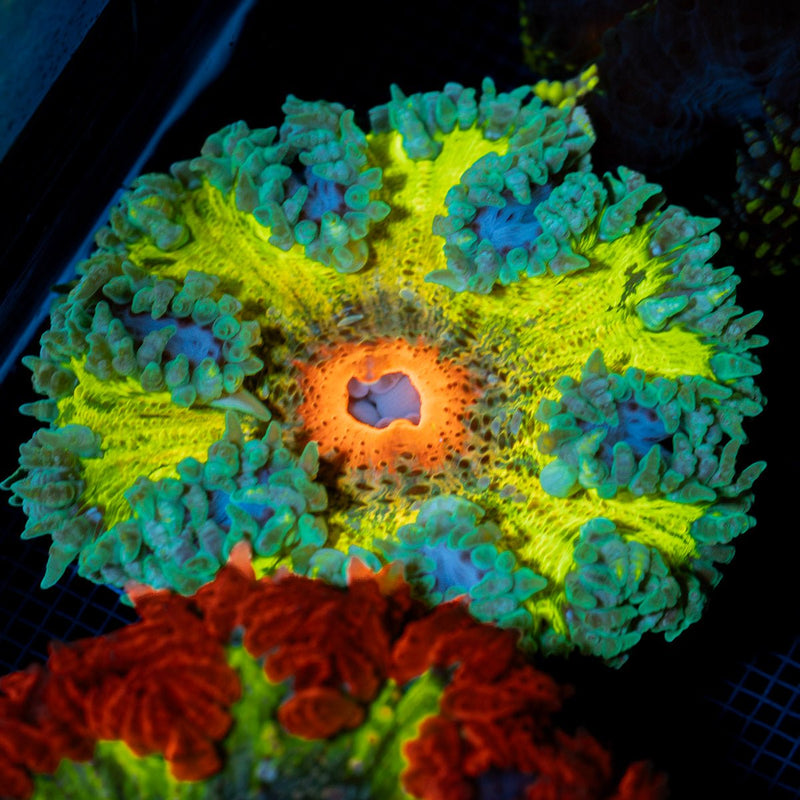 Ultra Rock Flower Anemone with colorful oral disc in reef aquarium