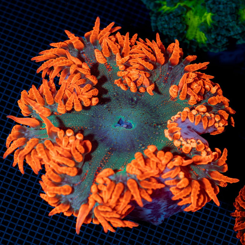Ultra Rock Flower Anemone with colorful oral disc in reef aquarium