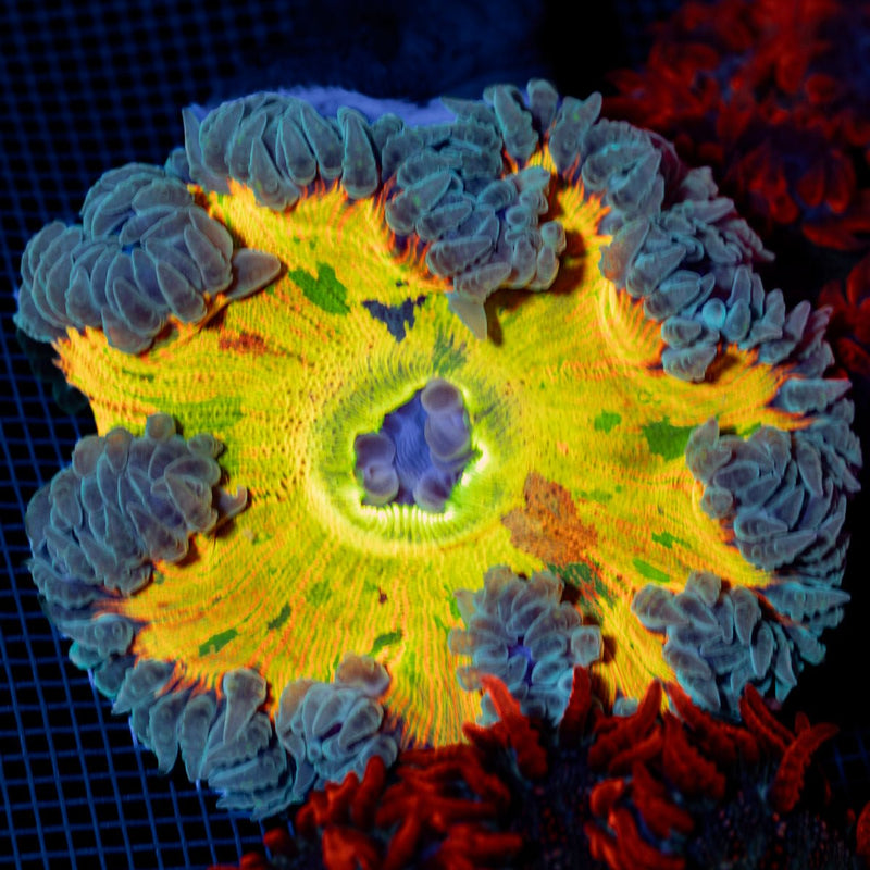 Ultra Rock Flower Anemone with colorful oral disc in reef aquarium